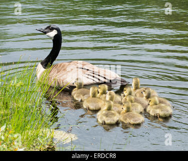 Drei Kanadagans Gänsel im Wasser sitzen. Stockfoto