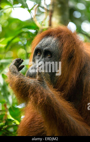 Weiblicher Orang-Utan Porträt im Gunung Leuser Nationalpark, Sumatra, Indonesien Stockfoto