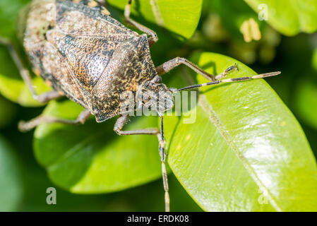 Schild Bug Insekten Makro auf grünen Blättern Stockfoto