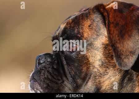 Boxer-Gesicht Stockfoto