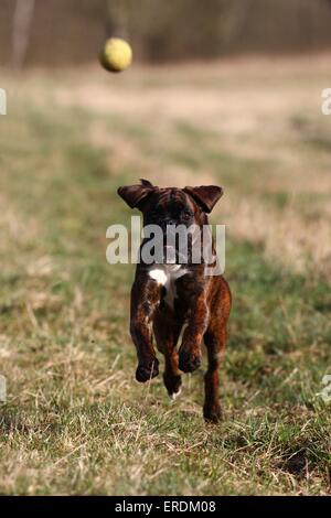 jungen Boxer Stockfoto