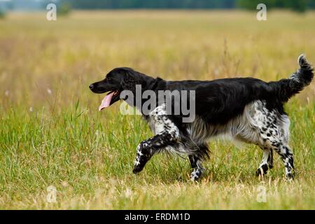 läuft große Munsterlander Stockfoto