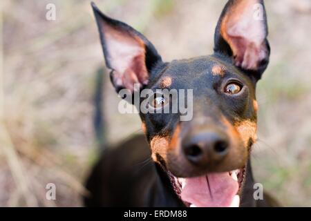 Manchester-Terrier Portrait Stockfoto