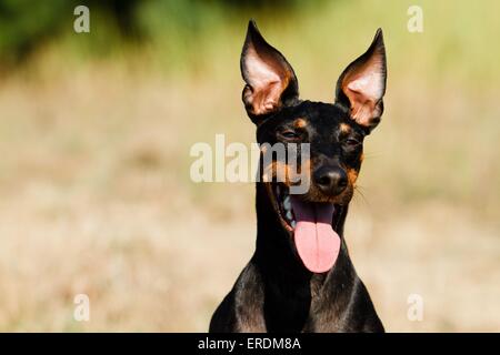 Manchester-Terrier Portrait Stockfoto