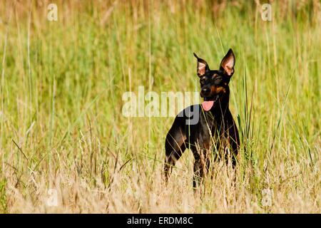 Manchester-Terrier Stockfoto