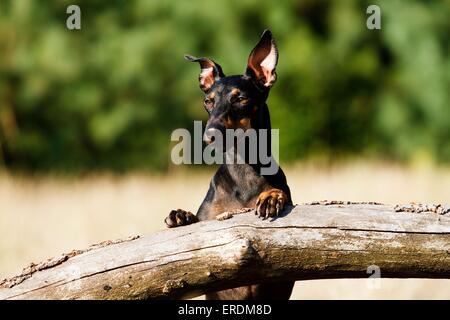 Manchester-Terrier Portrait Stockfoto