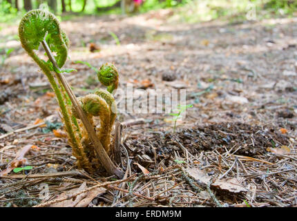 Farn sprießen in den Wald-Detailansicht Stockfoto