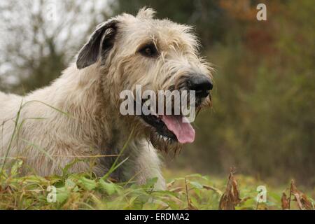 Irischer Wolfshund Stockfoto