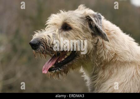 Irischer Wolfshund Stockfoto
