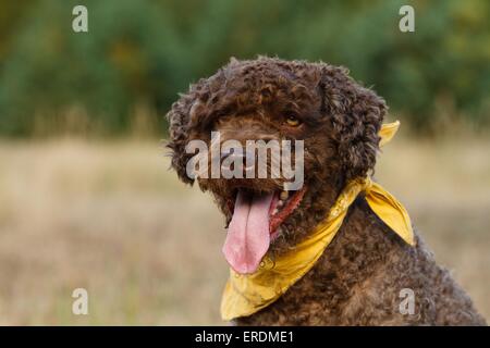 Perro de Agua Espanol Portrait Stockfoto