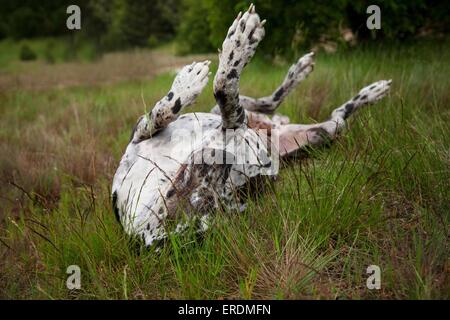 rollende Deutsche Dogge Stockfoto