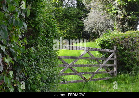 Holz-Hof mit wilder Vogel an der Spitze thront. Stockfoto