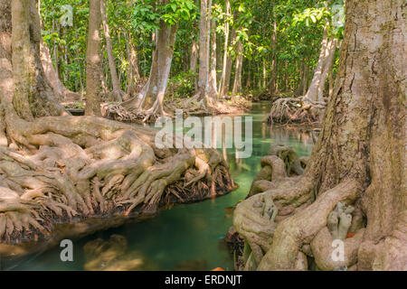 Mangroven entlang der türkisfarbenen Wasser im stream Stockfoto