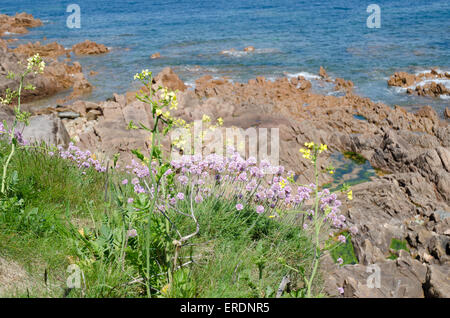 Kissenartige Trauben von den gerundeten, rosa Blüten der Sparsamkeit sind ein alltäglicher Anblick auf Sanddünen, Steilküsten und Kiesstrände Stockfoto