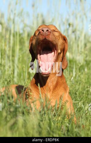 kurzhaarigen Magyar Vizsla Stockfoto