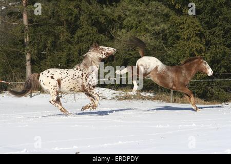 Appaloosa im Schnee Stockfoto