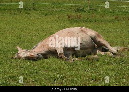 liegenden Appaloosa Stockfoto