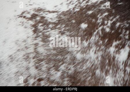 Appaloosa-Haut Stockfoto