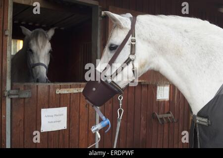 Die Inhalationstherapie Stockfoto