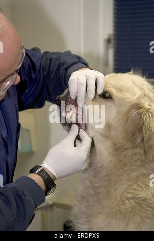 beim Tierarzt Stockfoto