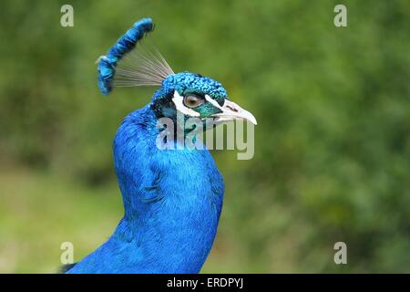 Pfau Stockfoto