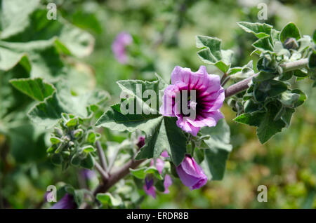 Malva Arborea - (Lavatera Arborea) – Baum Mallow Stockfoto