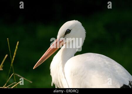 Storch Stockfoto