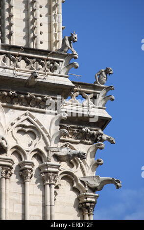 Wasserspeier in der Kathedrale Notre Dame. Paris, Frankreich Stockfoto