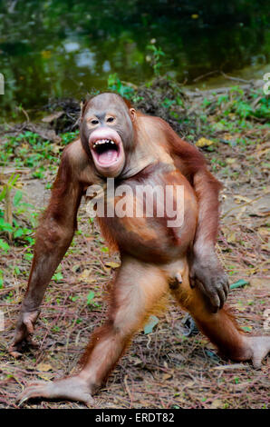 Lustige Orang-Utan Lächeln - Affe bleiben posiert Stockfoto