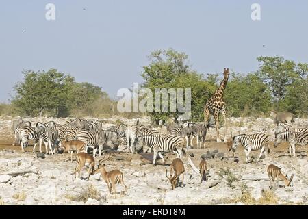Ebenen Zebras, Giraffen und impalas Stockfoto