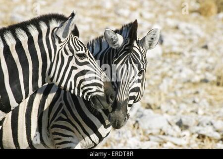 Ebenen zebras Stockfoto