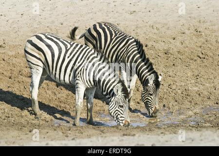 Ebenen Zebras trinken Stockfoto