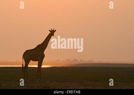 stehende giraffe Stockfoto