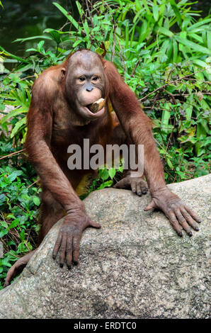 Lustige Orang-Utan Affe posiert mit einem Baum in den Mund Stockfoto