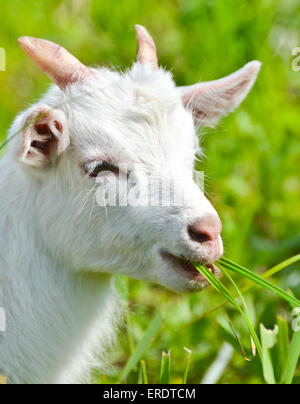 Ziege Baby isst den Rasen dicht Porträt Stockfoto