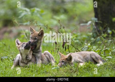 Europäischer Wolf Cubs spielen Stockfoto