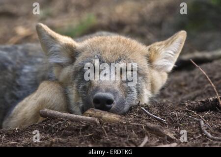 Europäischer Wolf Cub schlafen Stockfoto