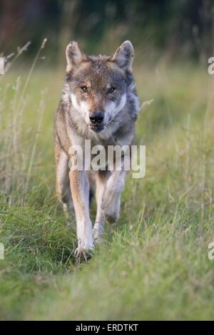 Europäischen Wolf laufen Stockfoto