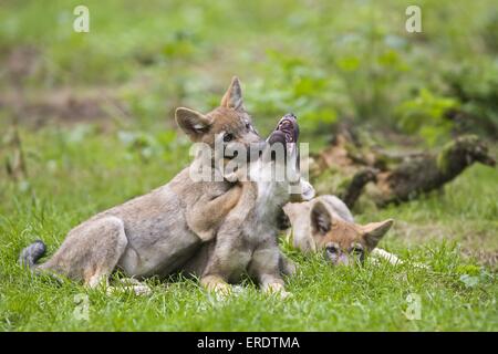 Europäischer Wolf Cubs spielen Stockfoto