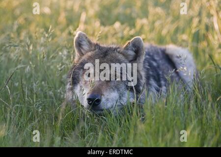 Europäischen Wolf liegen Stockfoto