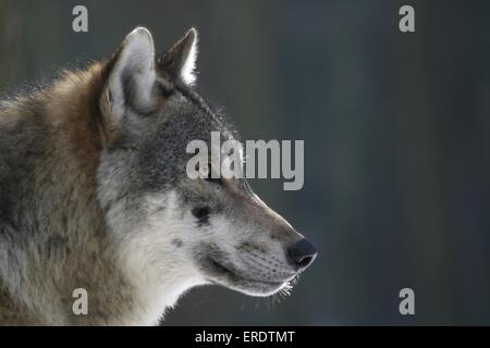 Europäischer Wolf-Porträt Stockfoto