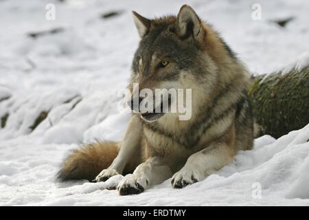 Europäischen Wolf liegen Stockfoto