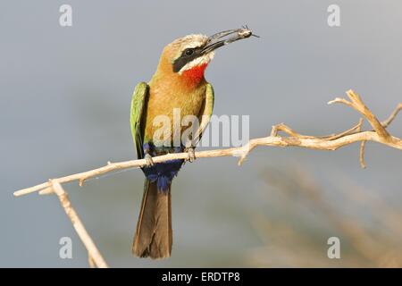 White-fronted Bienenfresser Stockfoto