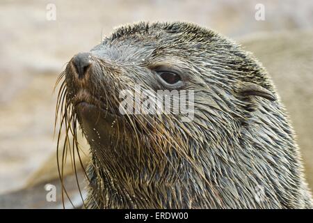 braune Seebär Stockfoto