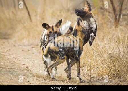 Afrikanische Jagdhund Stockfoto