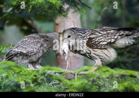 Ural Eulen Stockfoto