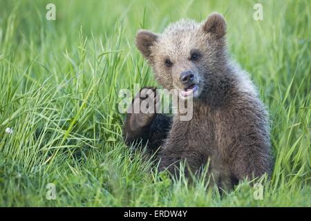 junger Braunbär Stockfoto