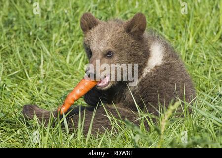junger Braunbär Stockfoto