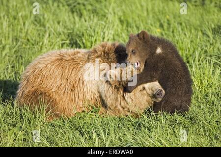 Braunbären Stockfoto