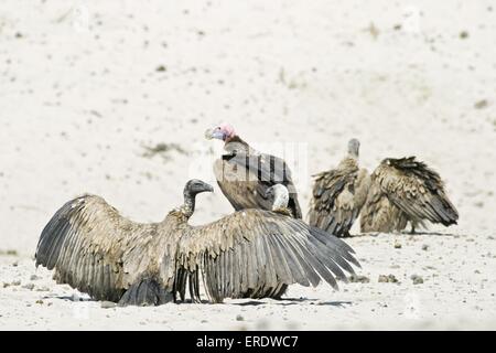 Kap-Griffon und Nubian Geier Stockfoto